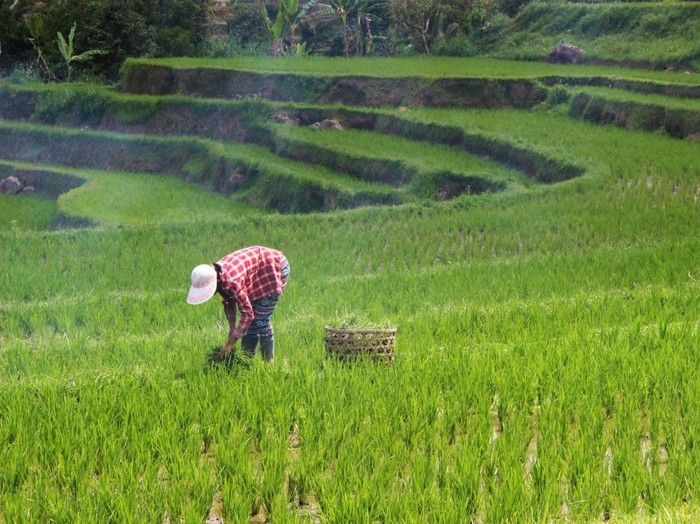 Ilustrasi Petani