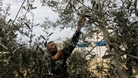 Gencatan senjatan antara Hamas dan Israel dimanfaatkan warga Gaza untuk memanen buah zaitun. 