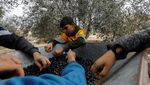 Warga Gaza Panen Zaitun di Tengah Gencatan Senjata