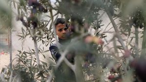 Warga Gaza Panen Zaitun di Tengah Gencatan Senjata