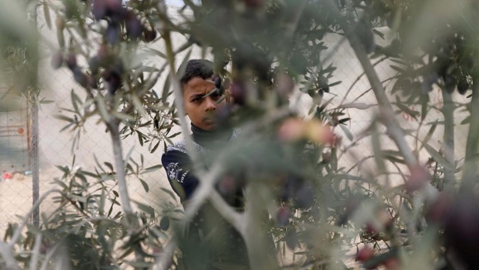 ISRAEL-PALESTINIANS/GAZA-TRUCE-OLIVES Palestinians wait to get their olives pressed at an oil mill during a temporary truce between Israel and the Palestinian Islamist group Hamas, in Khan Younis in the southern Gaza Strip November 28, 2023. REUTERS/Saleh Salem