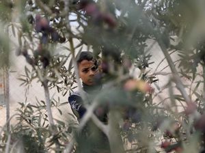 Warga Gaza Panen Zaitun di Tengah Gencatan Senjata