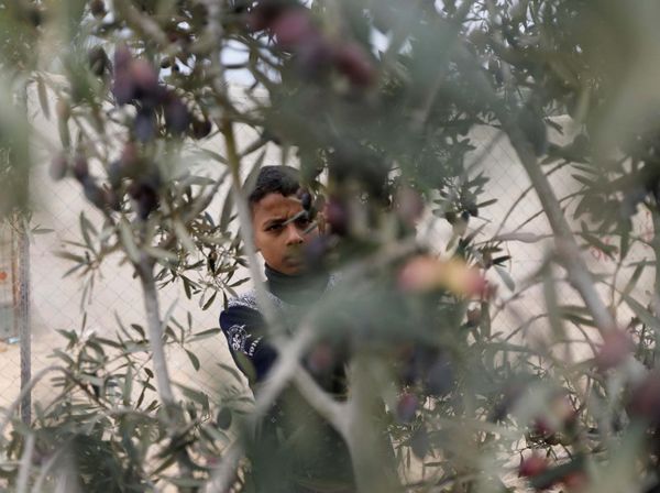 Warga Gaza Panen Zaitun di Tengah Gencatan Senjata