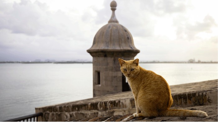 Kucing liar di tempat wisata San Juan, Puerto Riko