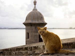 Warga dan Pemerintah Kota Ini Berseteru gegara... Kucing