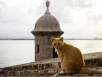 Kucing Liar Bikin Warga dan Pemerintah Kota Ini Berseteru