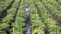 Kebun yang ia miliki seluas setengah hektare atau 5.000 meter persegi yang ditanami cabai, daun bawang, dan selederi. Namun, sebagian besar lahan digunakan untuk menanam cabai.