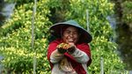Melihat Serunya Panen Cabai di Merauke