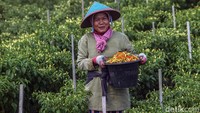 Cabai yang telah dipetik ditaruh ke dalam ember yang dibawa masing-masing ibu-ibu.