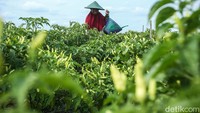 Untuk menggarap lahan seluas 5.000 meter persegi itu, Fidayat memang memberdayakan tetangga sekitar rumahnya agar membantu dalam perawatan hingga memanen cabai yang sudah siap petik. Ia biasanya memberdayakan para ibu untuk memanen, dan para bapak untuk perawatan.