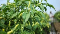 Untuk diketahui, Fidayat merupakan Ketua Kelompok KlasterKu HidupKu Barokah Sayur binaan BRI yang menaungi sekitar 10 petani di desanya. Bergabung sejak enam bulan lalu, Fidayat mengakui banyak manfaat yang ia dapatkan. Salah-satu manfaat yang ia dapatkan ialah mendapat pinjaman kredit Kece BRI yang disalurkan melalui mitra UMi. Fidayat mengungkapkan dari pinjaman tersebut ia bisa menambah jumlah bibit tanaman untuk meningkatkan produksi cabai rawit. Awalnya ia menanam sekitar 2.000 bibit pohon. Setelah adanya bantuan modal dari BRI, Fidayat bisa menanam hingga 7.000 pohon cabai.