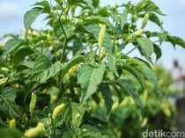 Mau Tanam Cabai di Rumah? Begini Langkah-langkahnya