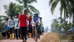 Melihat Serunya Panen Cabai di Merauke