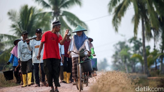 Hamparan tanaman cabai milik Fidayat Rahman membentang di Kampung Isano Mbias, Kabupaten Merauke. Begini keseruannya saat para pekerja memanen cabai.