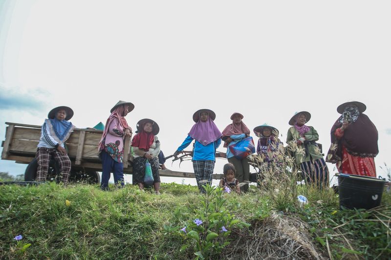 Panen Cabai di Merauke
