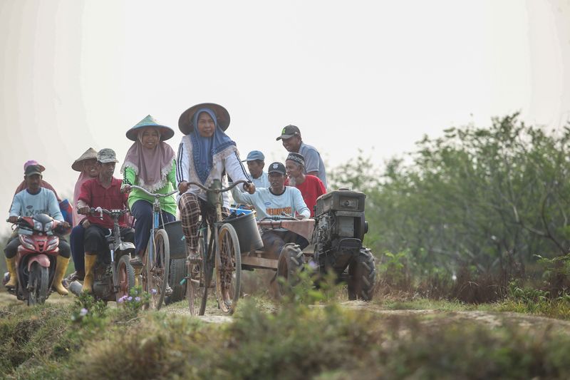 Panen Cabai di Merauke