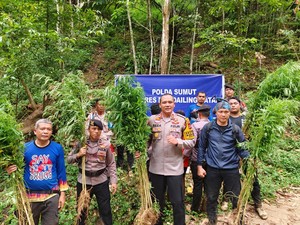 Polisi Temukan 5 Hektare Ladang Ganja di Madina, Pemilik Ditangkap