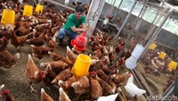 Usahanya dimulai tahun 2019 karena wilayahnya sulit mendapatkan telur ayam. Awalnya ia mencoba ternak 100 ekor ayam yang kemudian berkembangbiak hingga 1.000 ekor saat ini.