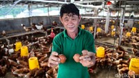 Bisnisnya ini dijalankan dari hulu ke hilir karena Robby memelihara ayam petelur hingga menjual telur. Bisa dibilang, Robby adalah tangan pertama yang menjual telur di Likupang.