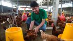 Potret Robby Jadi Agen BRILink Nyambi Ternak Ayam Petelur di Likupang