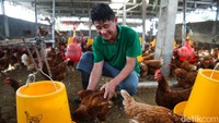Robby mengaku memulai usahanya dengan modal sekitar Rp 10 juta untuk membeli ayam hingga membangun kandang.