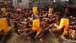 Potret Robby Jadi Agen BRILink Nyambi Ternak Ayam Petelur di Likupang