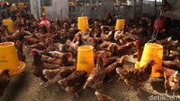 Robby memerlukan 120 kilogram pakan per hari, tidak lupa pasokan air dan vitamin untuk perawatan ayam petelur.