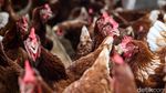 Potret Robby Jadi Agen BRILink Nyambi Ternak Ayam Petelur di Likupang