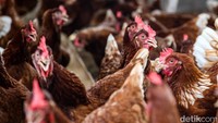 Sebagai informasi, detikcom bersama BRI mengadakan program Jelajah Desa BRILian yang mengulas potensi dan inovasi desa di Indonesia baik dari segi perkembangan ekonomi, infrastruktur, hingga wisata serta dampaknya terhadap masyarakat lokal maupun nasional. Untuk mengetahui informasi program Desa BRILian lebih lanjut, ikuti terus informasinya hanya di jelajahdesaBRILiaN.detik.com!