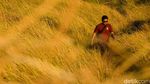 Emang Boleh Secakep Ini? Savana Bukit Pulisan Jadi Hidden Gem di Likupang