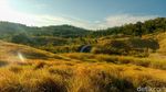 Emang Boleh Secakep Ini? Savana Bukit Pulisan Jadi Hidden Gem di Likupang