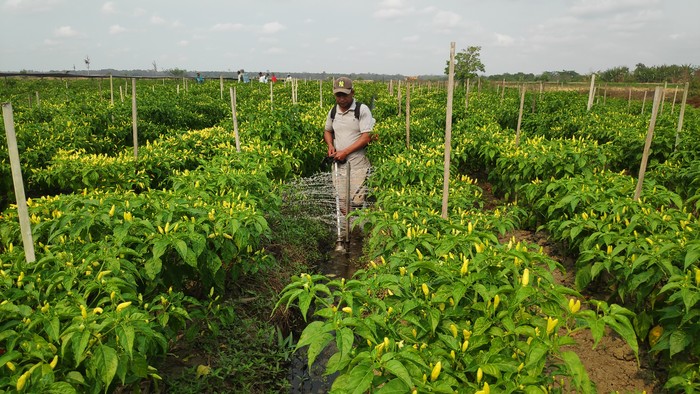 Fidayat Rahman, petani di Merauke membuat alat siran tanaman terbuat dari mesin pemotong rumput.