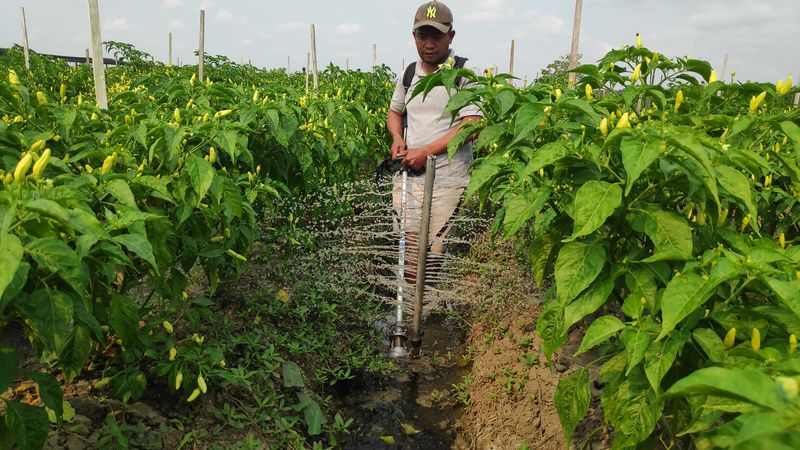 Fidayat Rahman, petani di Merauke membuat alat siran tanaman terbuat dari mesin pemotong rumput.