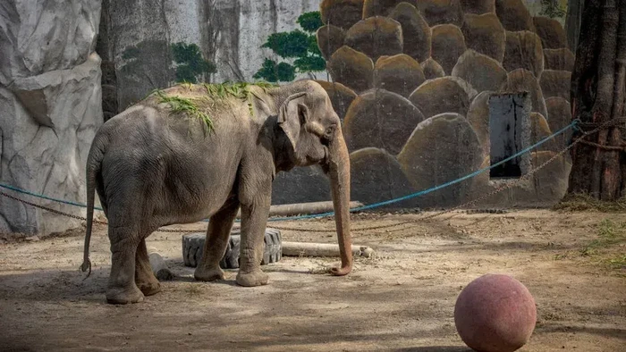 Gajah Mali