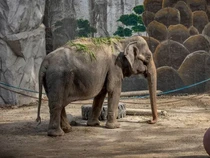 Kisah Mali, Gajah Paling Menyedihkan  di Dunia Mati