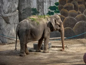 Kisah Mali, Gajah Paling Menyedihkan  di Dunia Mati