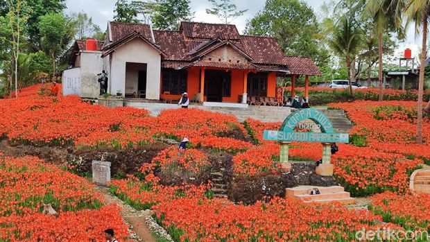 Kebun bunga amarilis di Ngasemayu, Patuk, Gunungkidul. Foto diambil Kamis (30/11/2023).