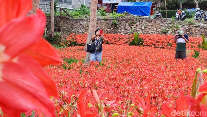 Kebun bunga amarilis di Ngasemayu, Patuk, Gunungkidul. Foto diambil Kamis (30/11/2023).