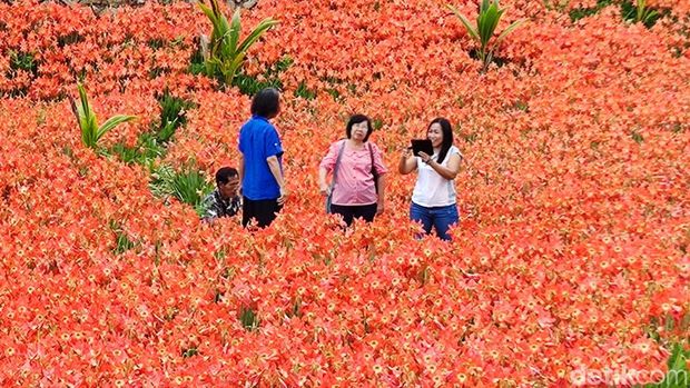 Kebun bunga amarilis di Ngasemayu, Patuk, Gunungkidul. Foto diambil Kamis (30/11/2023).