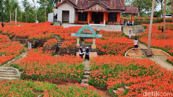 Kebun bunga amarilis di Ngasemayu, Patuk, Gunungkidul. Foto diambil Kamis (30/11/2023).