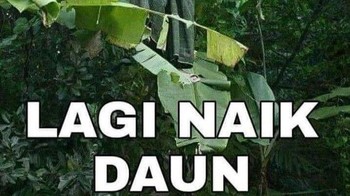 Lagi naik daun. Nggak salah. Nggak. Foto: X/Twitter/kindashiny