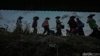 Sejak pagi mereka bereka bergegas ke sawah bersama-sama, biasanya mereka berjalan kaki beberapa kilometer ke lokasi sawah. Meski mereka memetik cabai dengan cepat, namun nuansa kebersamaan tak hilang begitu saja. Candaan dan tawa terdengar sesekali saat mereka diburu waktu. Maklum saja, mereka ingin segera menyelesaikan panen agar cabai tak banyak yang membusuk jika berganti hari.