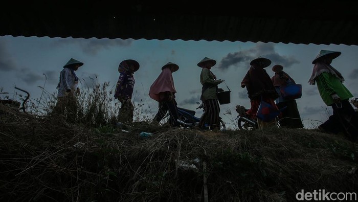 Pemberdayaan Perempuan di Lahan Cabai Merauke