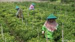 Pemberdayaan Perempuan di Lahan Cabai Merauke