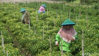 Untuk menggarap lahan seluas 5.000 meter persegi itu, Pemilik lahan bernama Fidayat memang memberdayakan tetangga sekitar rumahnya agar membantu dalam perawatan hingga memanen cabai yang sudah siap petik. Ia biasanya memberdayakan para ibu untuk memanen, dan para bapak untuk perawatan.