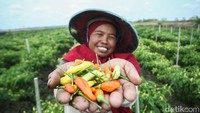 Fidayat menerangkan dengan memberdayakan warga sekitar rumahnya, panen cabai bisa dilakukan lebih cepat. Selain itu, ia juga tergerak untuk menolong tetangganya untuk mendapatkan pemasukan tambahan.