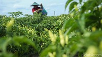 Salah satu ibu-ibu yang memanen cabai, Sarmini, mengaku telah membantu Fidayat selama dua tahun belakangan ini.