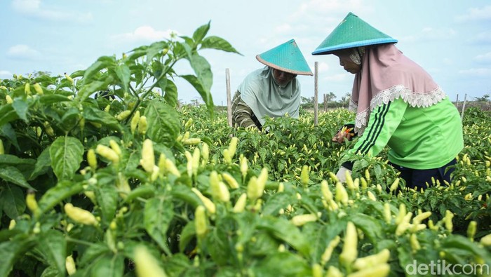 Pemberdayaan Perempuan di Lahan Cabai Merauke