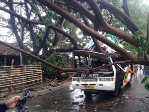 Bus Jurusan Bima-Dompu Ringsek Berat Tertimpa Pohon Tumbang
