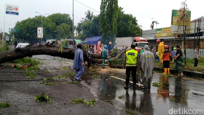 Petugas saat berusaha menyingkirkan pohon tumbang di Jalan Slamet Riyadi, Pantura Batang, Jumat (1/12/2023).